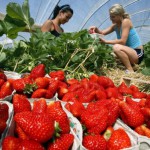 Какой бизнес открыть на своём участке