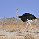 Как правильно разводить страусов в домашних условиях