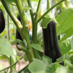 Выращивание баклажанов в открытом грунте как бизнес
