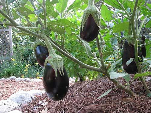Баклажаны на кусте