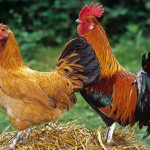 Разведение кур в домашних условиях для начинающих