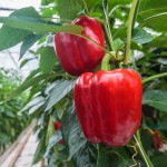 Выращивание перцев в теплице