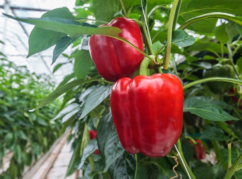 Как выращивать перец в домашних условиях