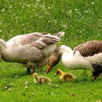 Разведение гусей в домашних условиях для начинающих