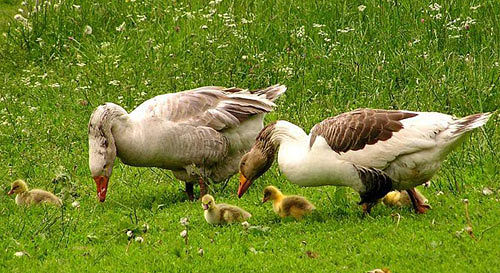 Домашние гуси и гусята