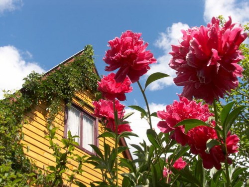 Бизнес на даче