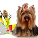 Бизнес план груминг-салона