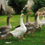 Разведение гусей как бизнес: выгодно или нет