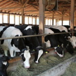 Как создать мини ферму для КРС своими руками