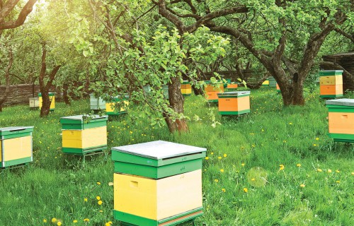 Небольшая пасека