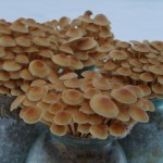 Выращивание опят в домашних условиях на продажу как бизнес