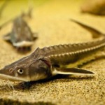 Как создать мини ферму по разведению осетровых в домашних условиях