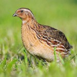 Разведение перепелов в домашних условиях для начинающих