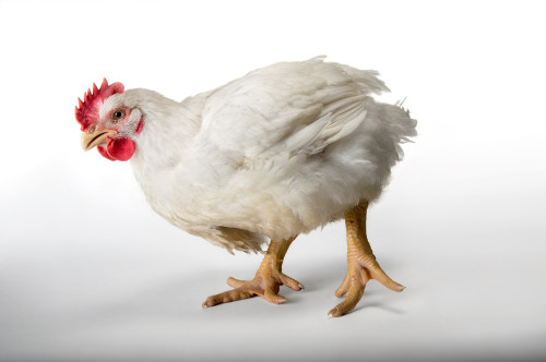 Белая курица бройлер