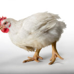 Разведение бройлеров в домашних условиях для начинающих