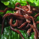 Разведение червей — технология содержания и секреты выращивания для начинающих