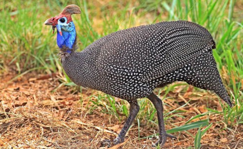 Цесарка на выгуле