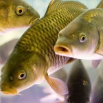 Разведение карпа в домашних условиях как бизнес