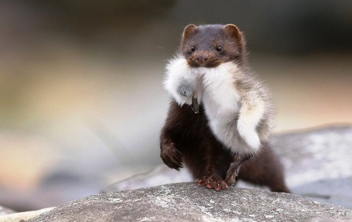 Норка на охоте