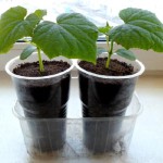 Как правильно выращивать рассаду огурцов в домашних условиях на продажу