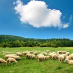 Разведение овец как бизнес