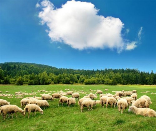 Овцы пасутся в лугу на фоне гор