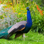 Как правильно разводить павлинов в домашних условиях