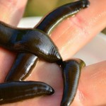 Разведение пиявок в домашних условиях как бизнес