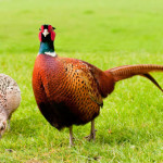 Как правильно разводить фазанов в домашних условиях