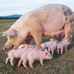 Свиноводство как бизнес: с чего начать, как преуспеть