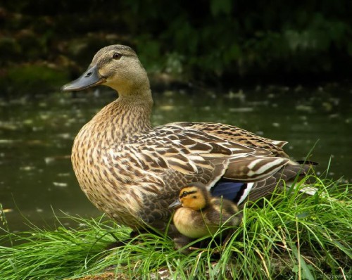 Утка и утёнок