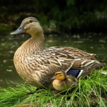 Разведение уток в домашних условиях для начинающих