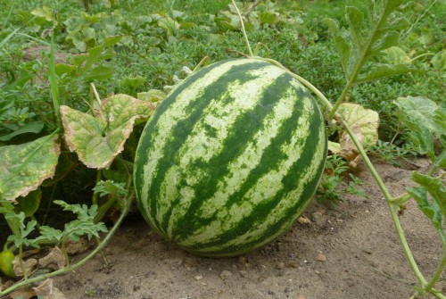 Арбуз на грядке