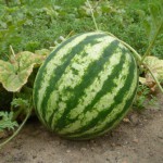 Как правильно выращивать арбузы в открытом грунте