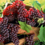 Выращивание винограда в средней полосе для начинающих