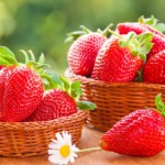 Выращивание клубники по голландской технологии в теплице как бизнес