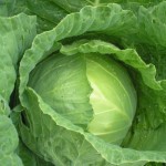 Как правильно выращивать капусту в открытом грунте