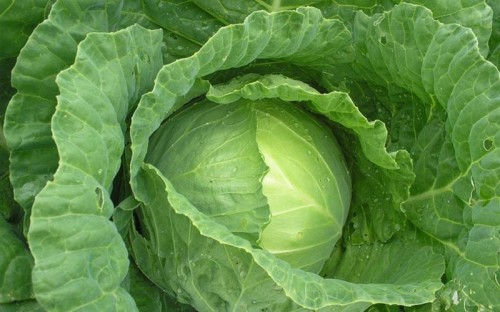 Белокочанная капуста