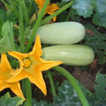 Как правильно выращивать кабачки в открытом грунте