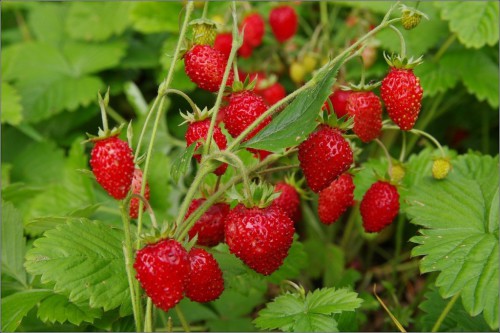 Куст земляники