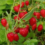 Выращивание земляники из семян в домашних условиях как бизнес