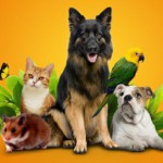 Открываем свой зоомагазин